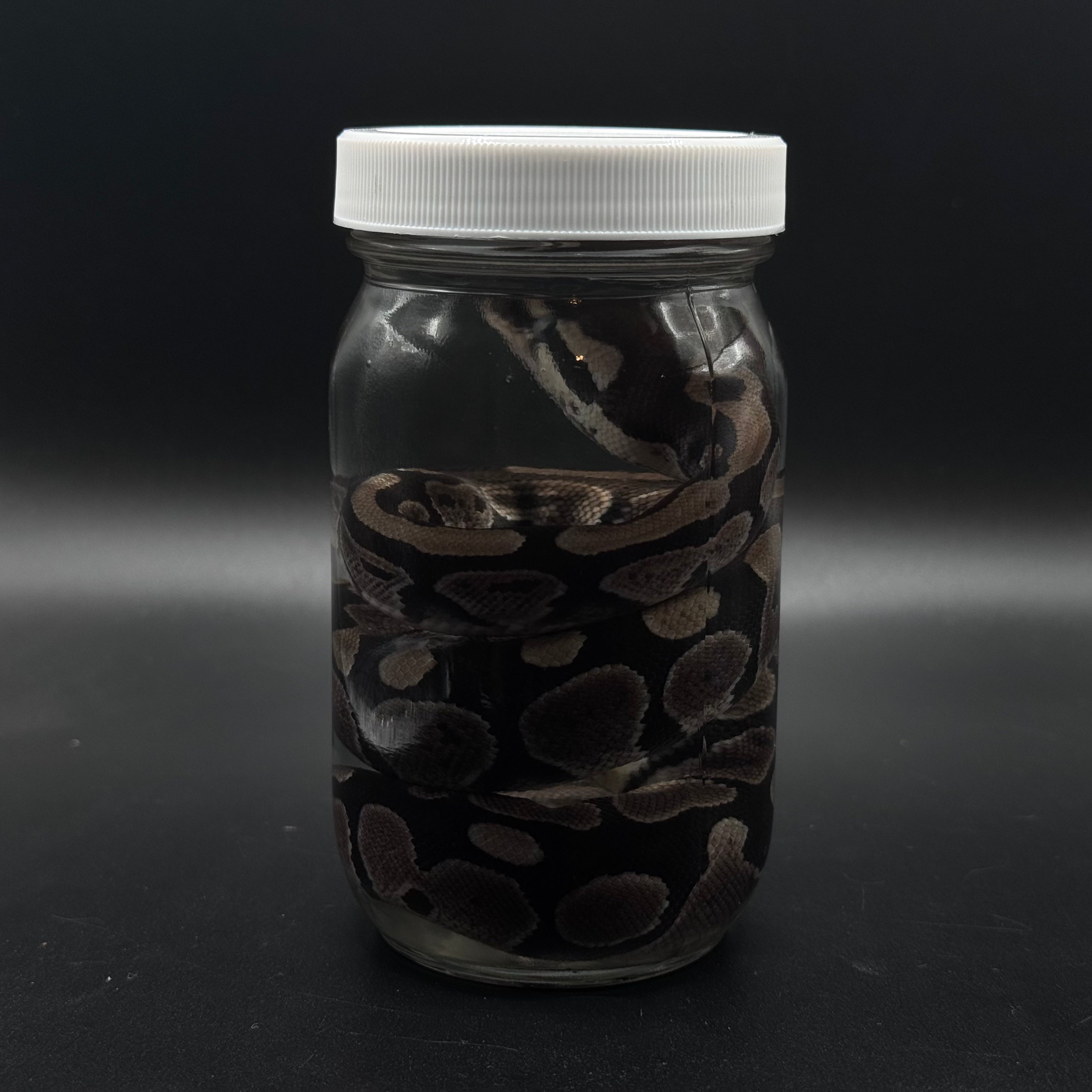 Juvenile Ball Python Wet Specimen